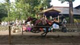 鶴岡八幡宮の流鏑馬で馬が疾走