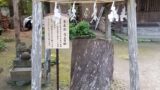 御霊神社境内にある権五郎景正由来の木