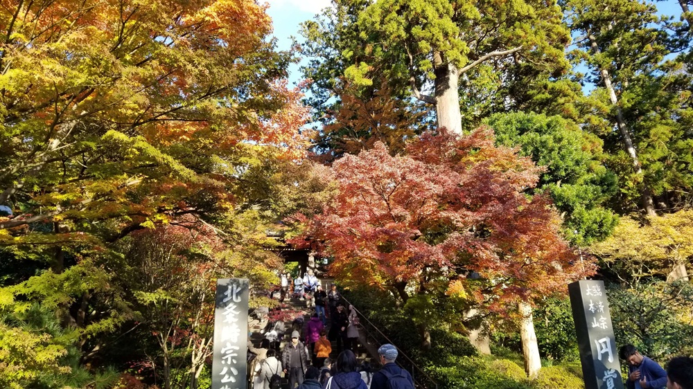 円覚寺の紅葉の様子 12月1日