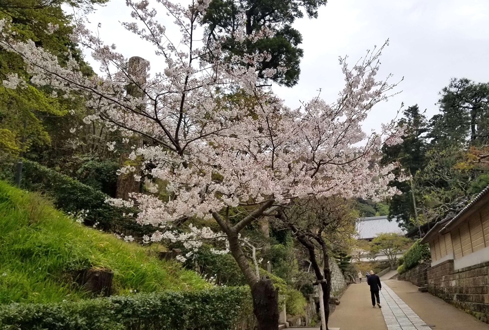 円覚寺の桜の様子 3月28日
