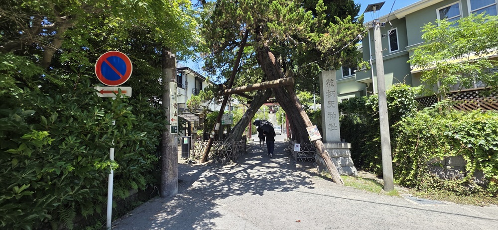 木が覆いかぶさるように立っています