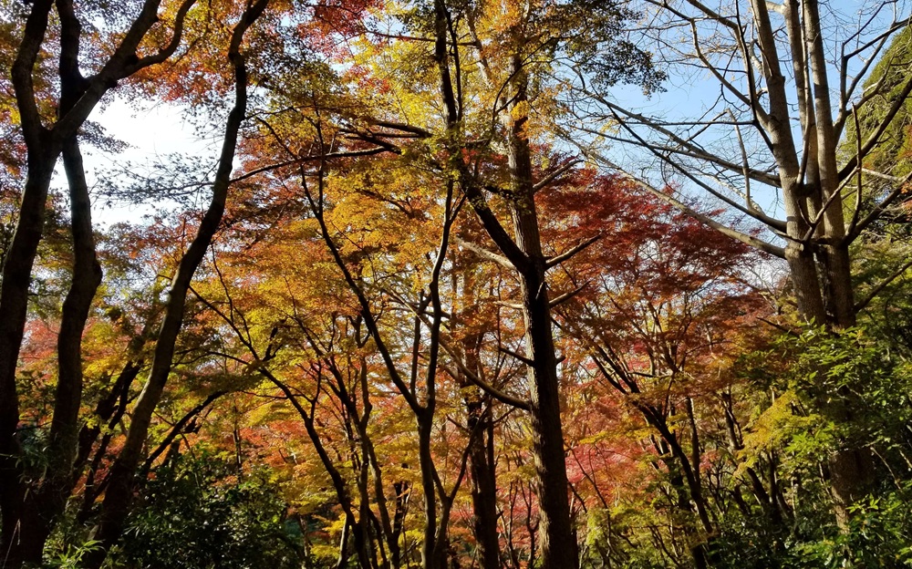 獅子舞の様子　木々が黄色と赤に紅葉している