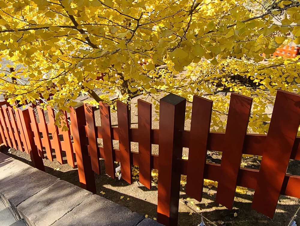 鶴岡八幡宮本宮へ登る階段脇のイチョウの紅葉した木の近景
