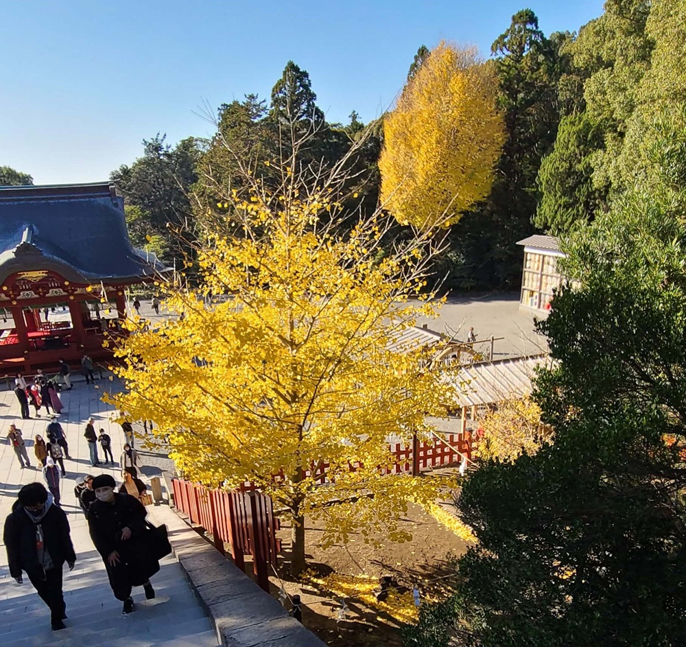 鶴岡八幡宮本宮へ登る階段脇のイチョウの紅葉した木と階段を登る人たち