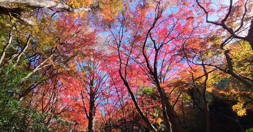 獅子舞の紅葉の様子　木々が赤く紅葉している
