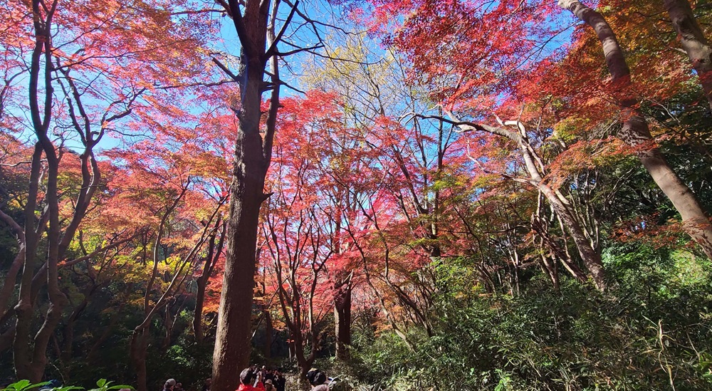 獅子舞の様子　木々が黄色と赤に紅葉している