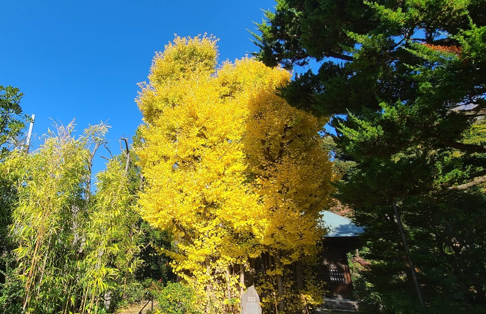 鎌倉常楽寺も紅葉しているみごとな木