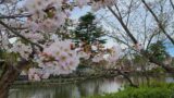 鎌倉の桜　近景