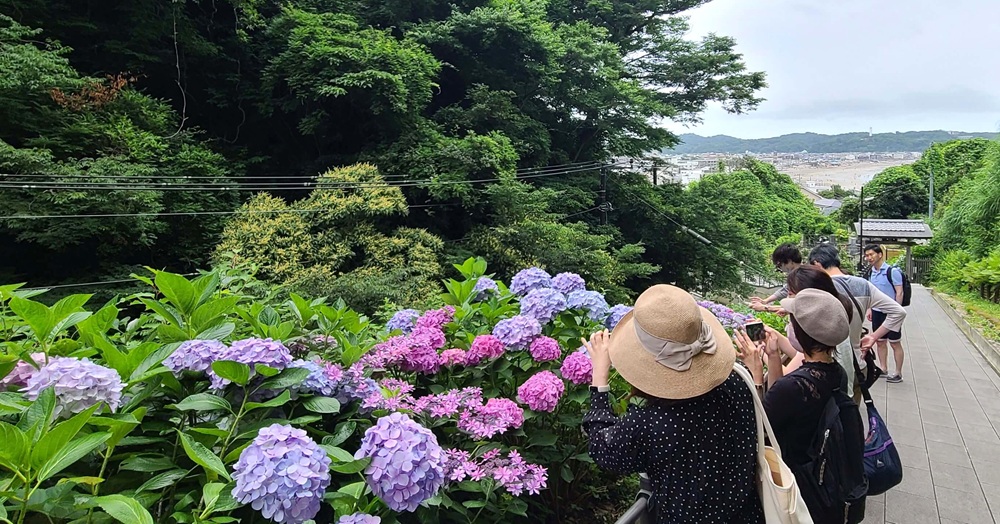 成就院のアジサイ