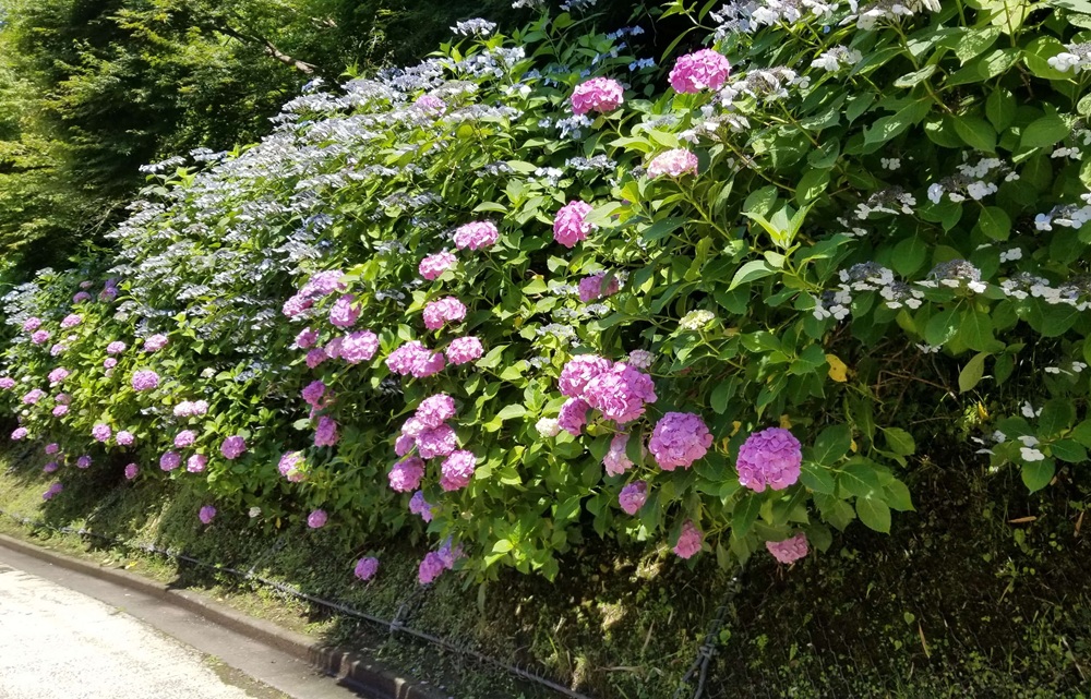 鎌倉長寿寺横の道に咲くあじさい