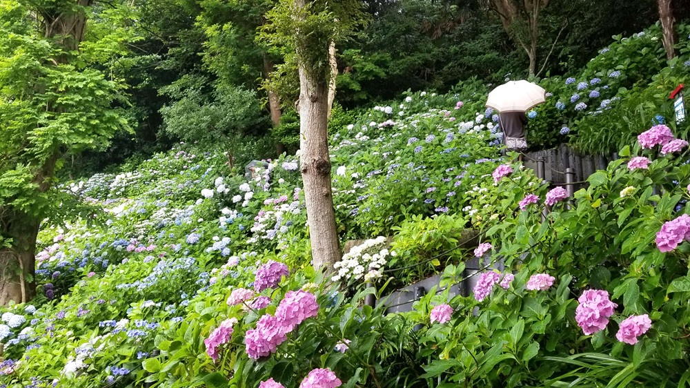 長谷寺に咲く色とりどりのあじさい