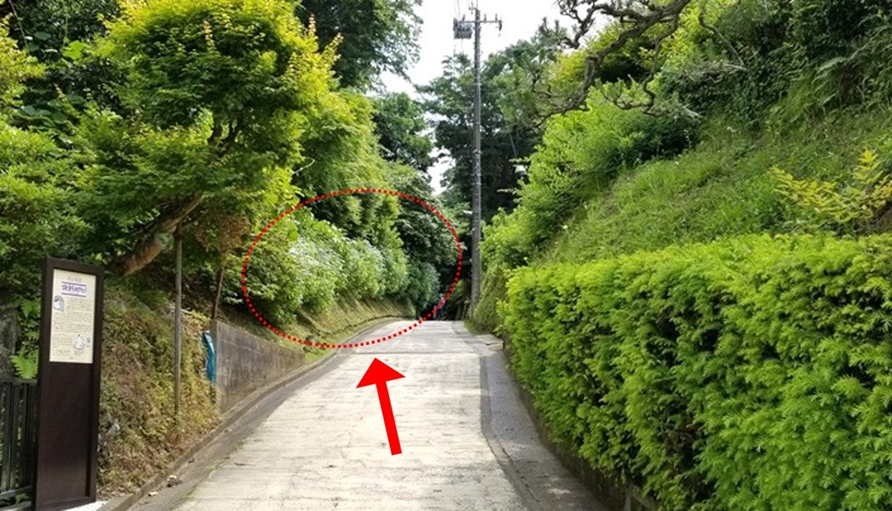 鎌倉長寿寺横の道