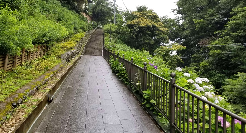 成就院のアジサイ