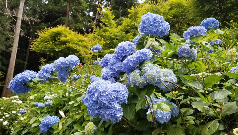 仮粧坂のアジサイ