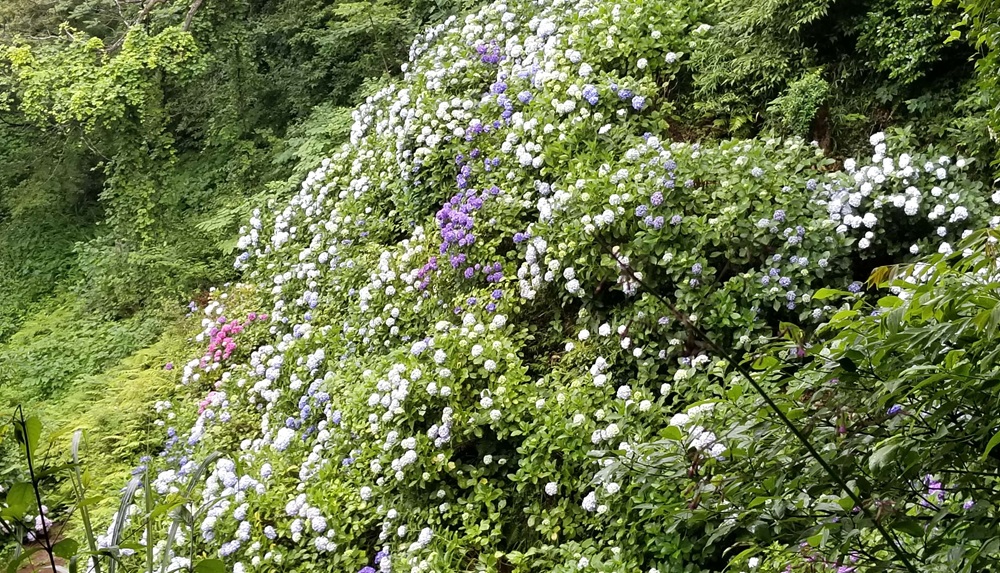 妙法寺裏山から見たあじさい