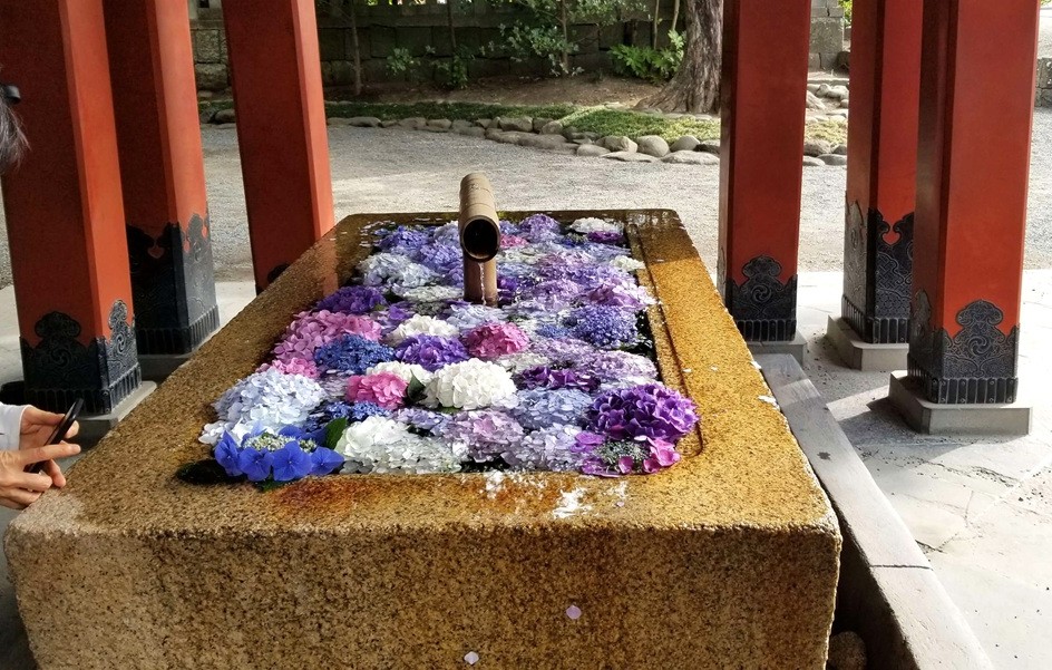 鶴岡八幡宮 手水舎にアジサイ