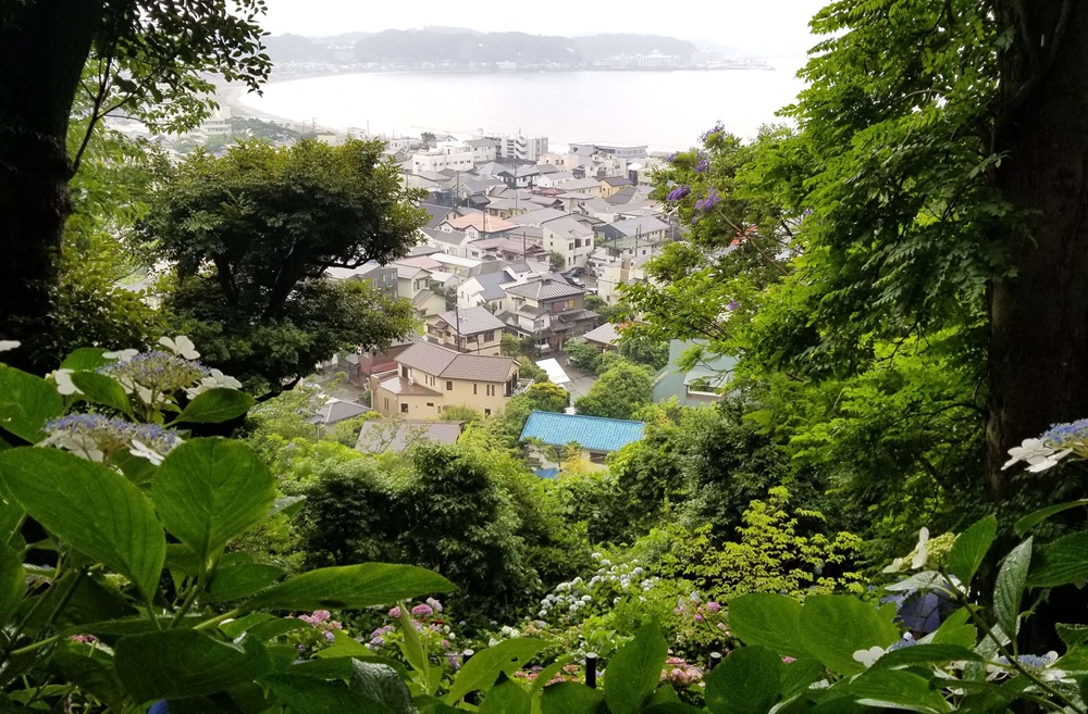 長谷寺のあじさい小径から材木座海岸を見る