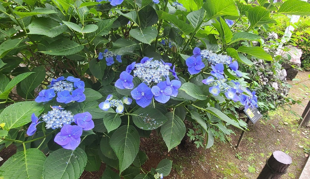 建長寺のあじさい 青