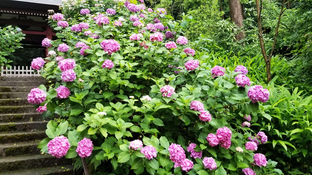 妙法寺裏山から見たあじさい