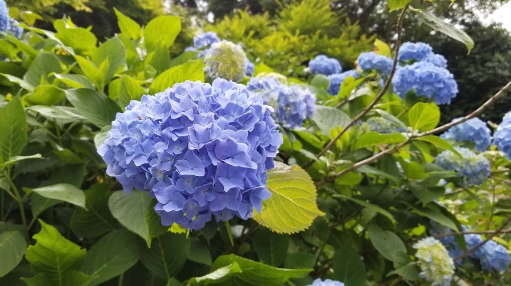 仮粧坂のアジサイ