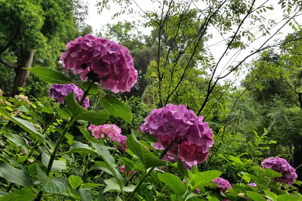 妙法寺裏山から見たあじさい