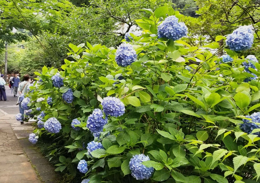 明月院のあじさい