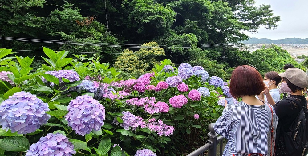 成就院のアジサイ