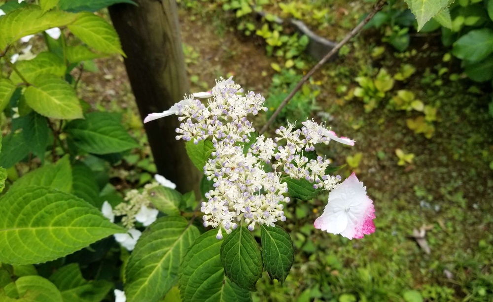 東慶寺のアジサイ