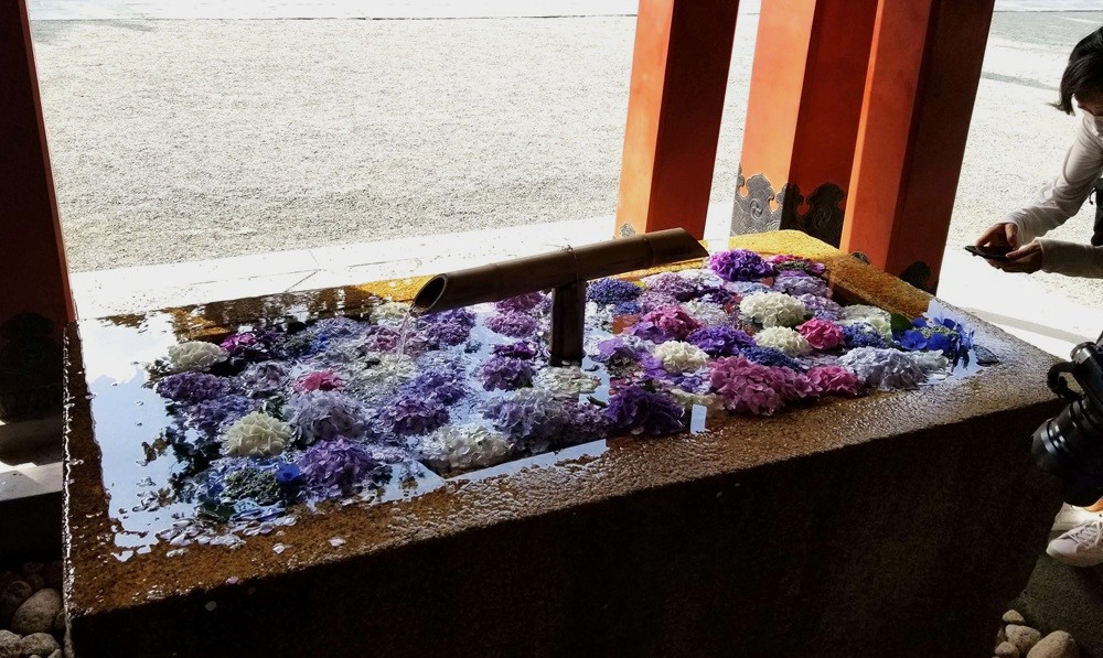 鶴岡八幡宮 手水舎にアジサイ