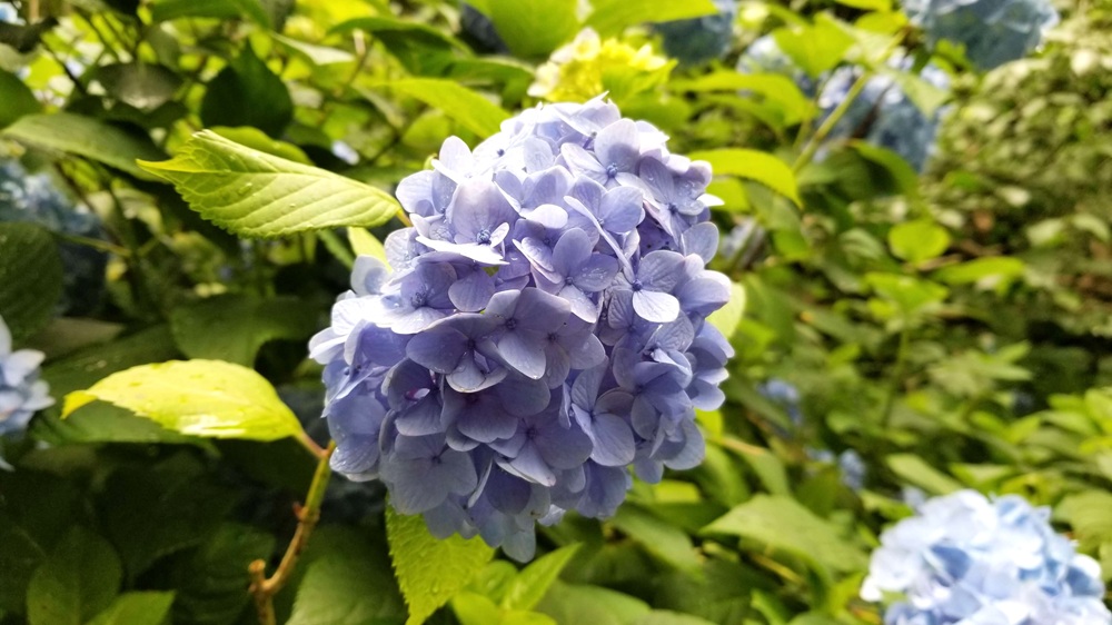 明月院のあじさい