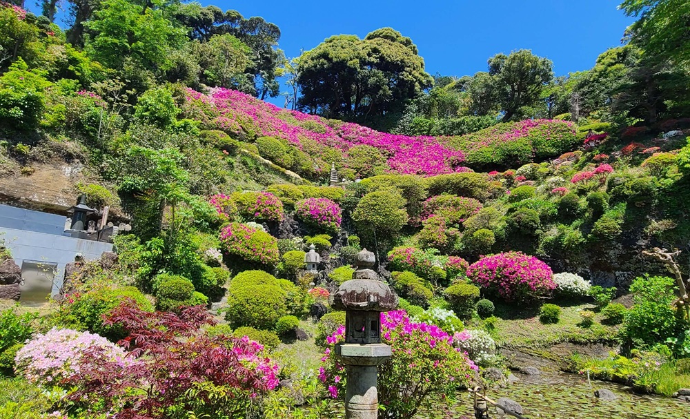 仏行事のつつじ