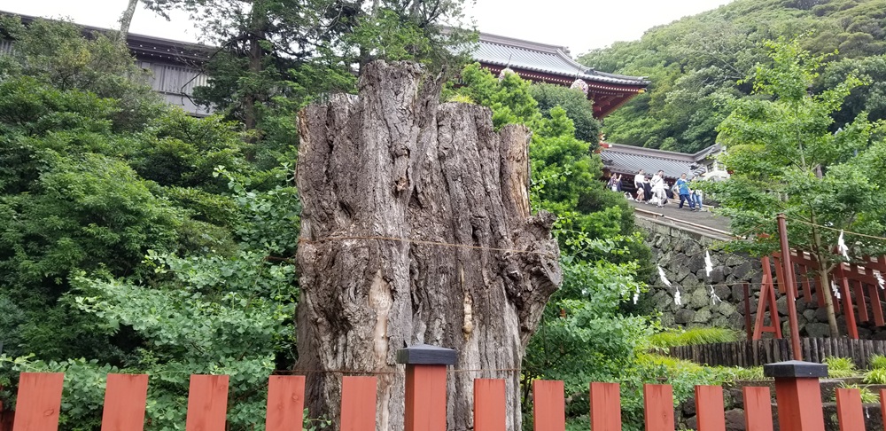 2019年時の大イチョウウ