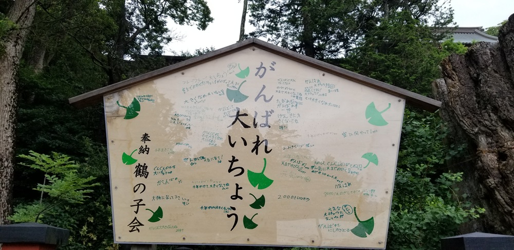 がんばれ 大イチョウと書かれている板