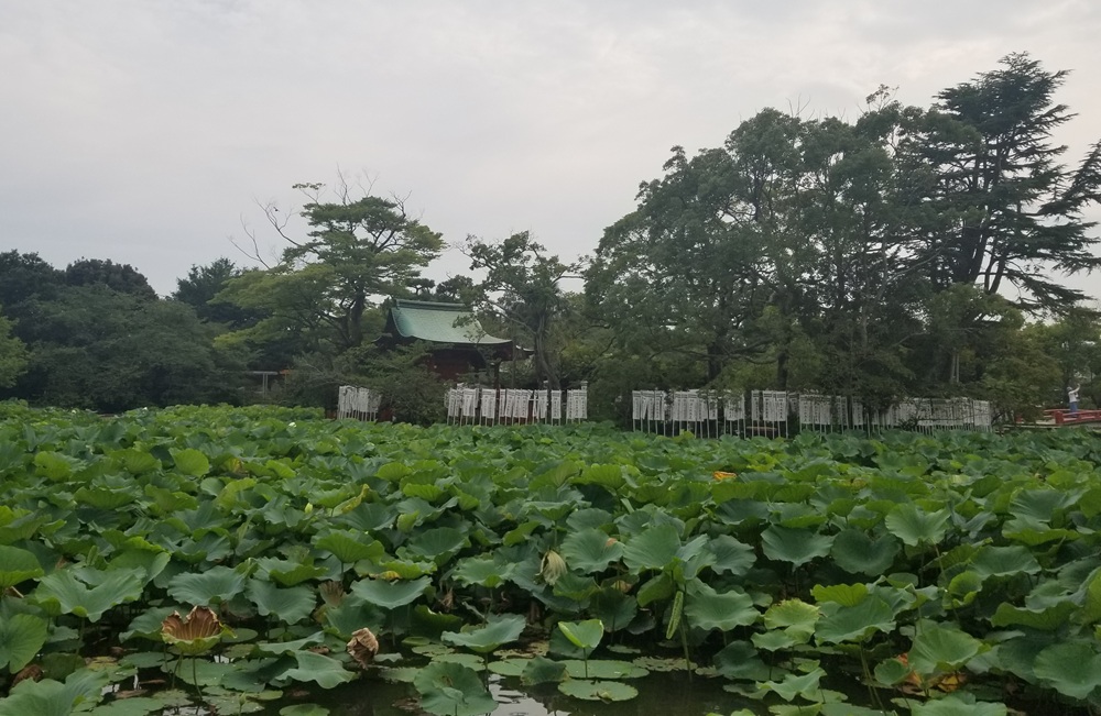 鶴岡八幡宮　源氏池とはす