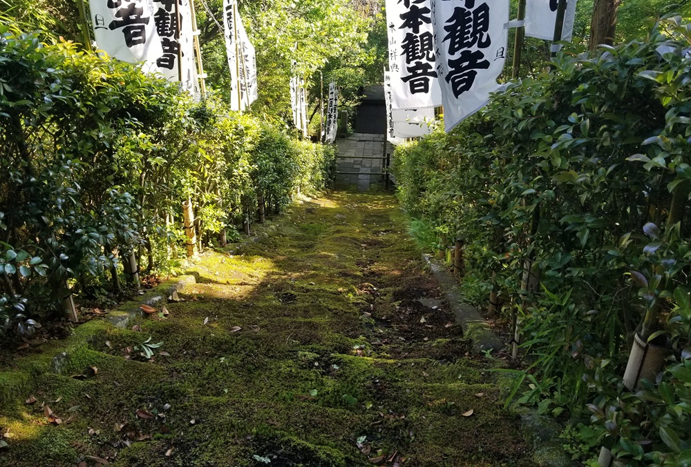杉本寺 苔階段 2019 上から