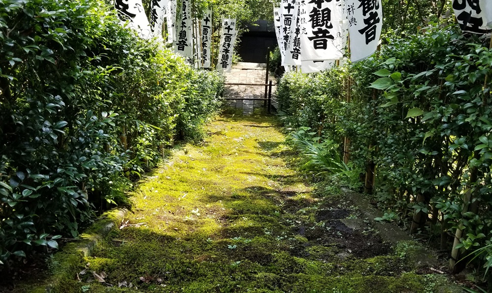 杉本寺 苔階段 2019 上から