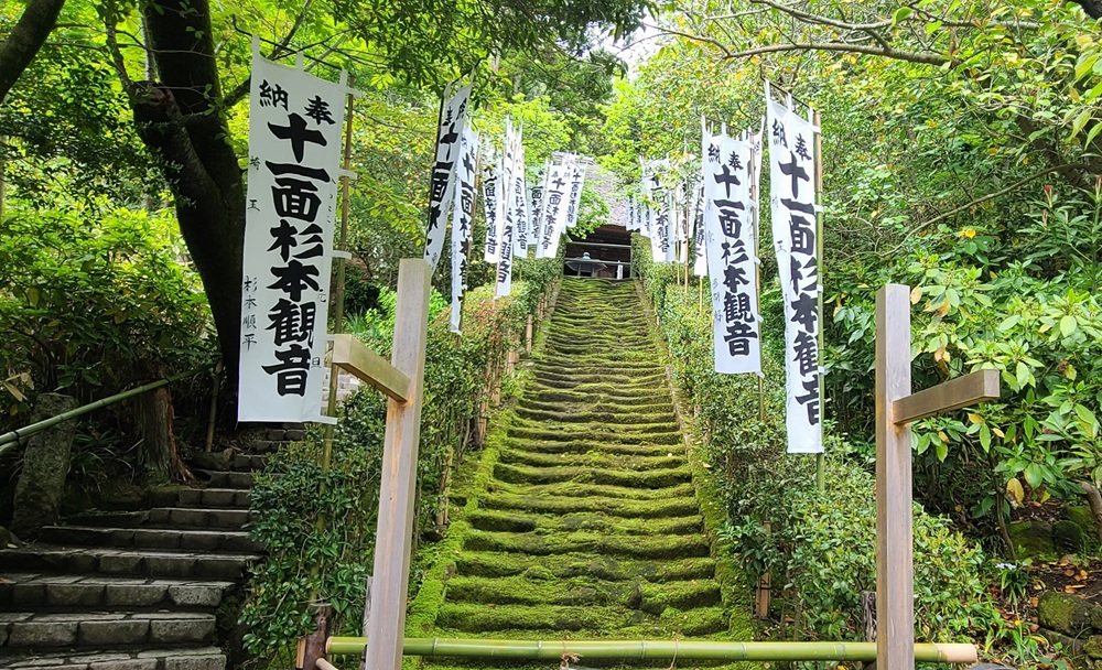 杉本寺 苔階段 2024 下から