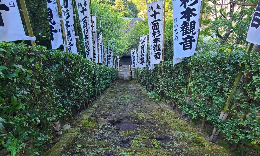 杉本寺 苔階段 2022 上から