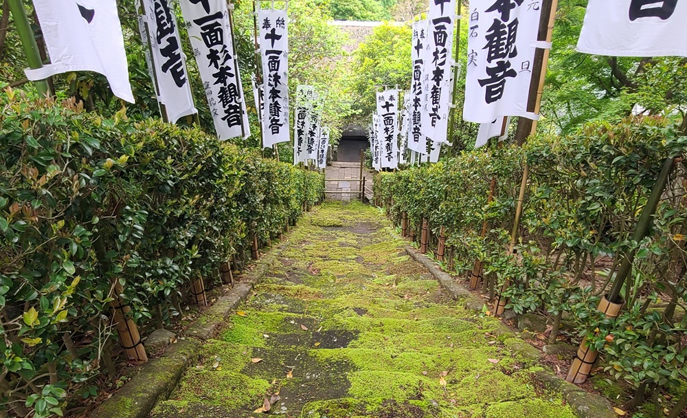 杉本寺 苔階段 2024 上から