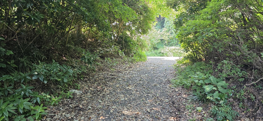 旧前田邸に続く道