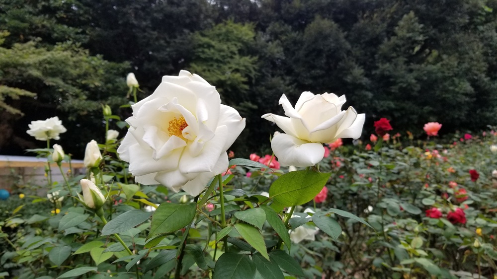 鎌倉文学館のバラ