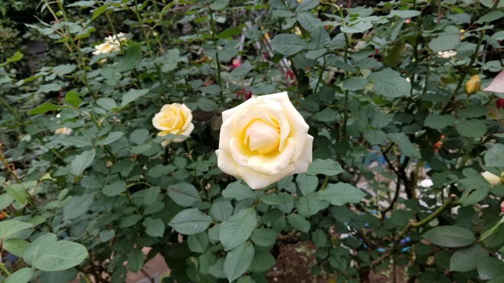 鎌倉文学館のバラ