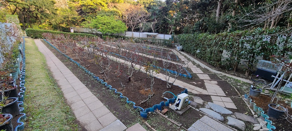 鎌倉文学館のバラ園の全体