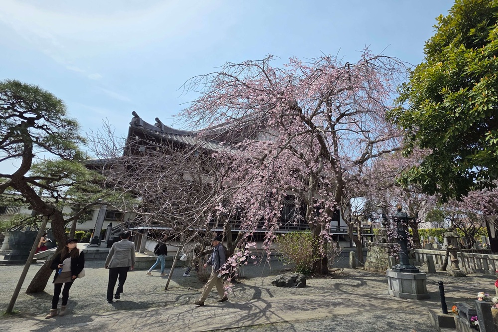 本覚寺の桜 2026年3月